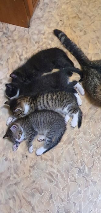 Котята в хорошие руки