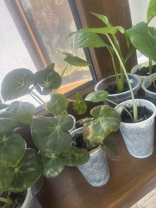 Цветы комнатные растения