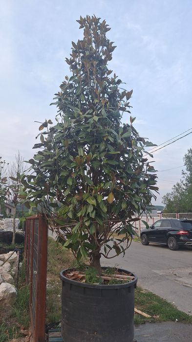 Catalpa ,prunus pisardis, palmieri ,Măslini