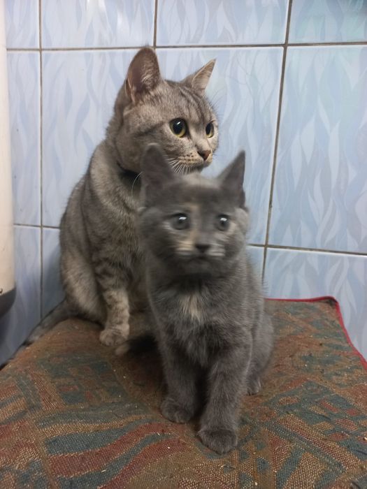 Отдам котенка девочка