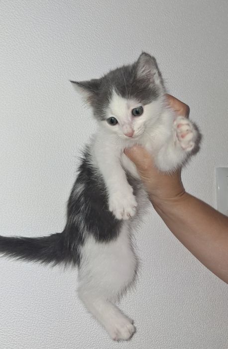 Отдам котёнка в добрые руки