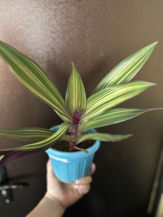 Рео, хлорофитум, фикусы, валлота