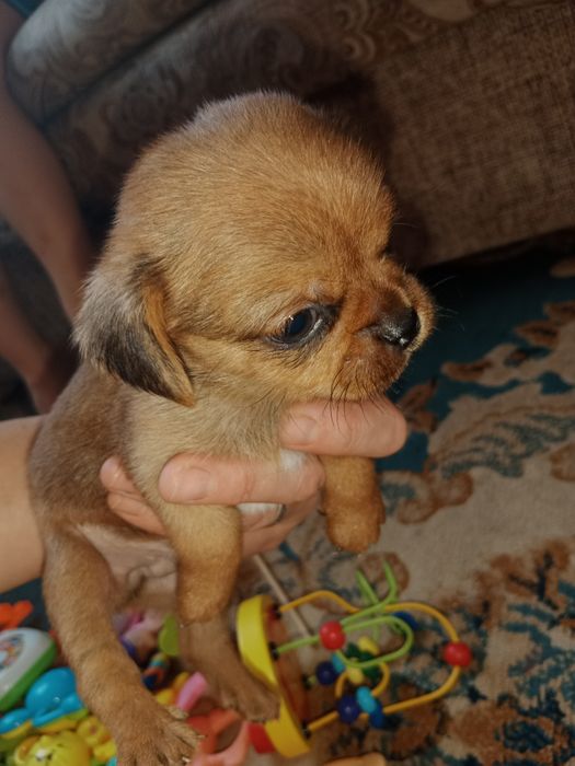 Срочно продам щенков!