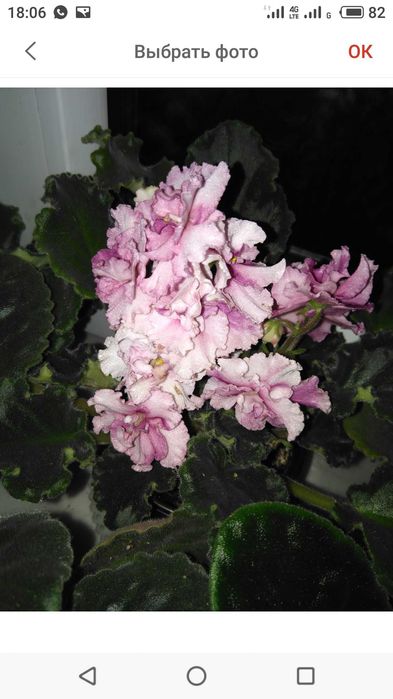 Фиалка сортовая выставочная.