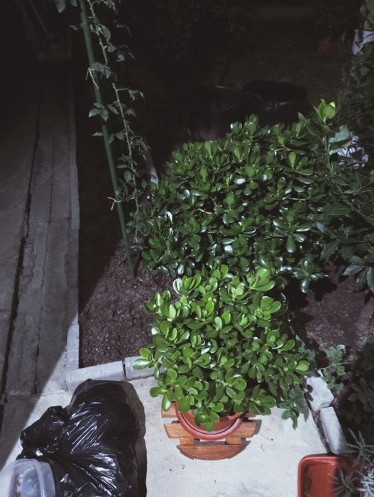 Planta de jad (Crassula Ovata)