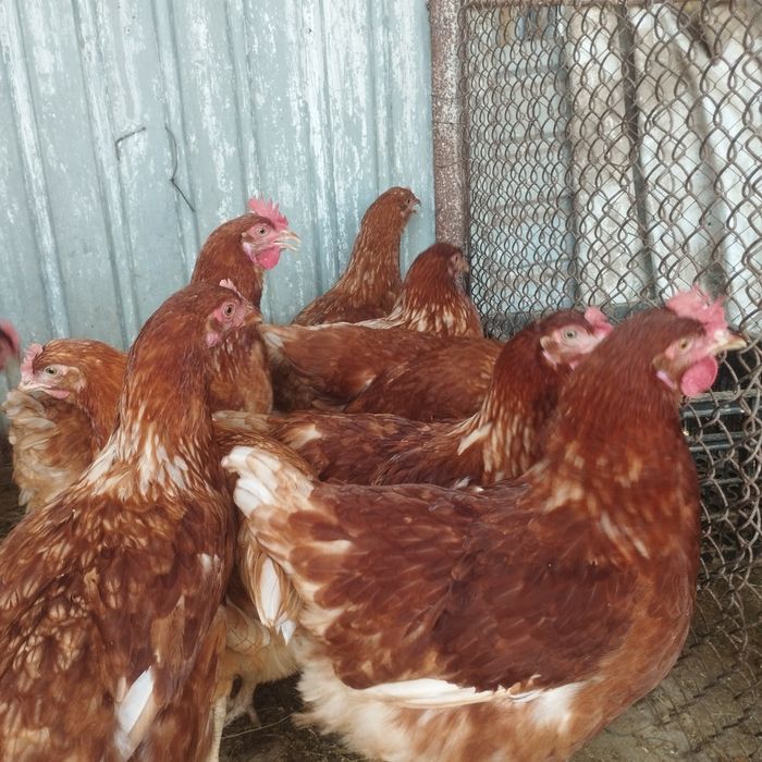 Продам куры домашние