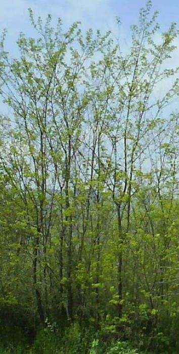 Vand puieți de salcam