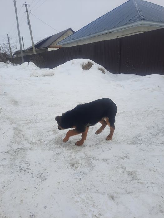 Шенок овчарка неміс