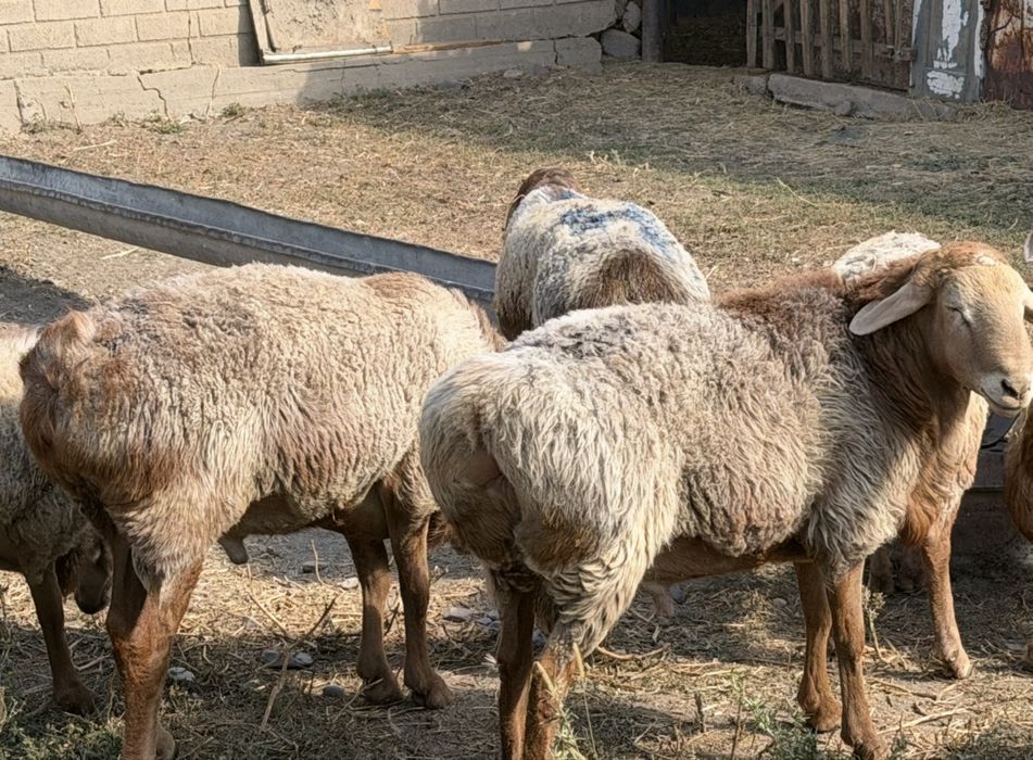 Продажа ГИССАРСКИХ баран