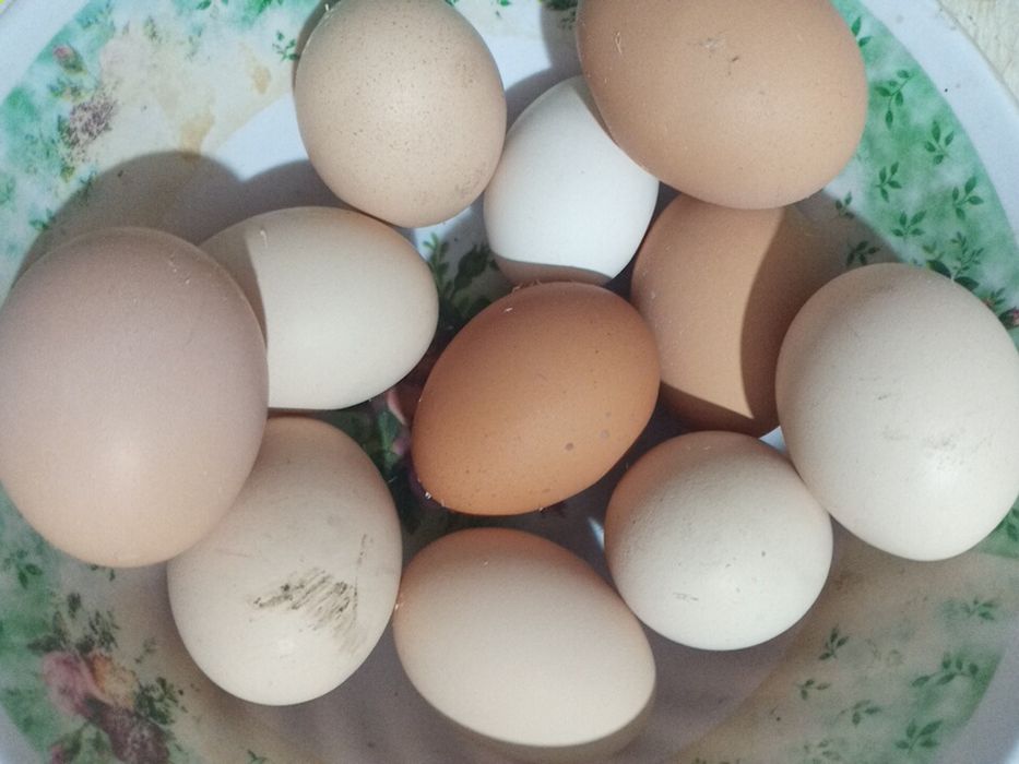Продам яйца домашние.