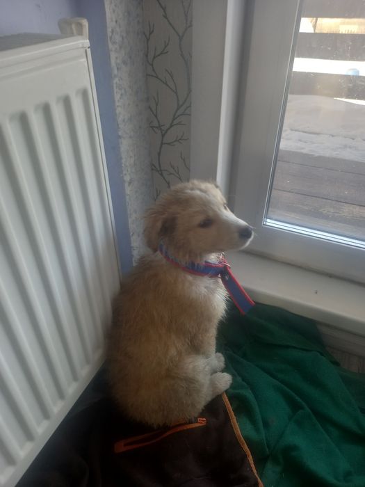 Щенок девочка 3 месяца