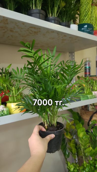 Комнатные цветы для дома и офиса