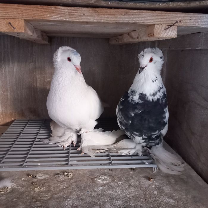 Porumbei uriasi maghiari 3 perechi