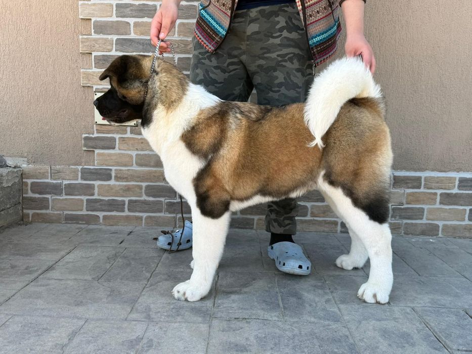 Mascul Akita American