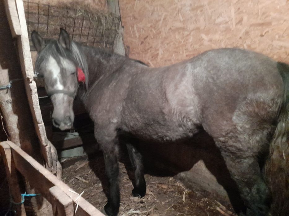 Vand manza / iapa 2 ani