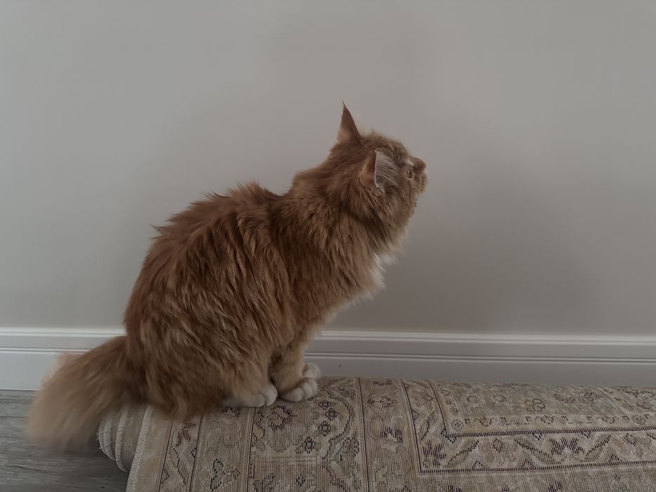 Мейнкун 5 месячный