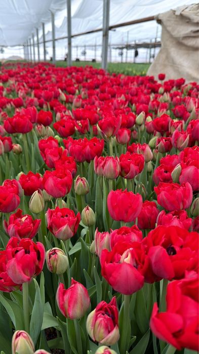 Тюльпаны оптом и в розницу