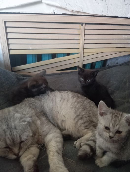 Котята 2 месяца от британца