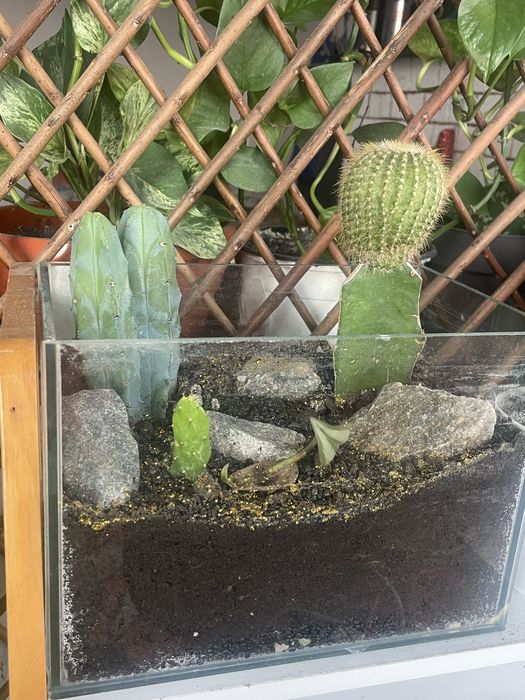 Plante si cactusi de vanzare difera de specie