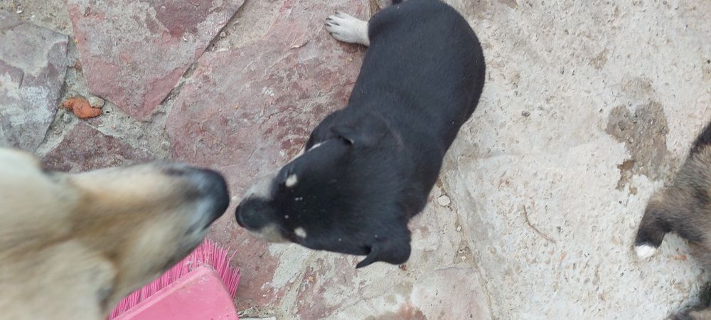 Отдам щенят в добрые руки