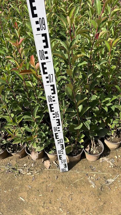 Photinia red robin gard viu 40cm /70cm