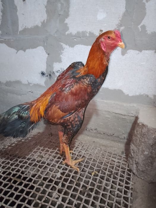 Продам Шамо жужика