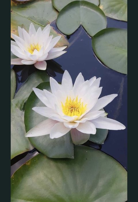 Nuferi de iaz ,baltă