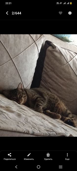 Отдам кошку даром в хорошие руки