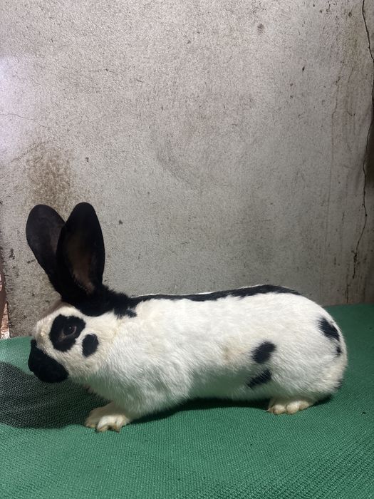 Femelă Fluture German