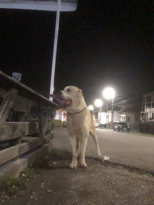 Disponibil mascul asia centrala