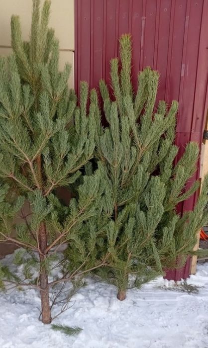 Елки новогодние пышные