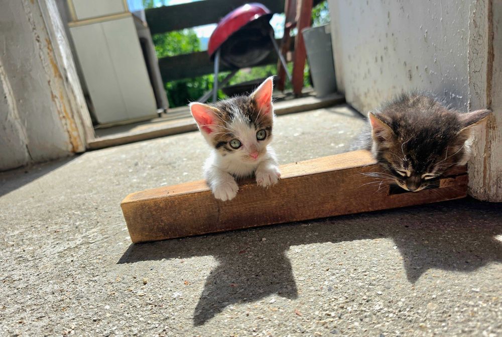 Новородени Котета