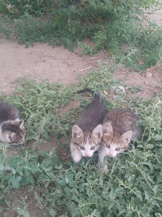 Продам кошку напишите на ватсап