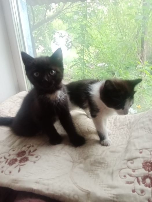 Отдам бесплатно котят