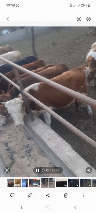 Продаются бычки крупные