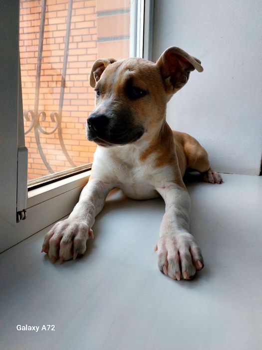 Продаётся щенок Стаффорда АСТ