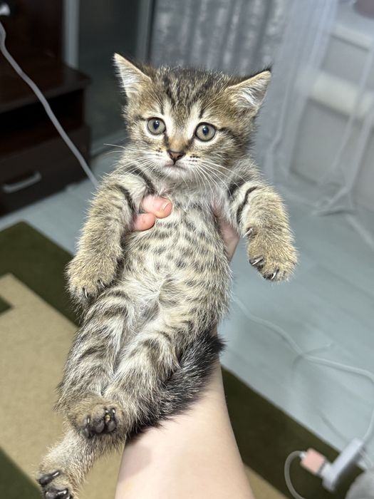 Милейшие котята