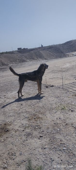 Qoʻriqchi it yuvosh va baquvvat alabay sotiladi