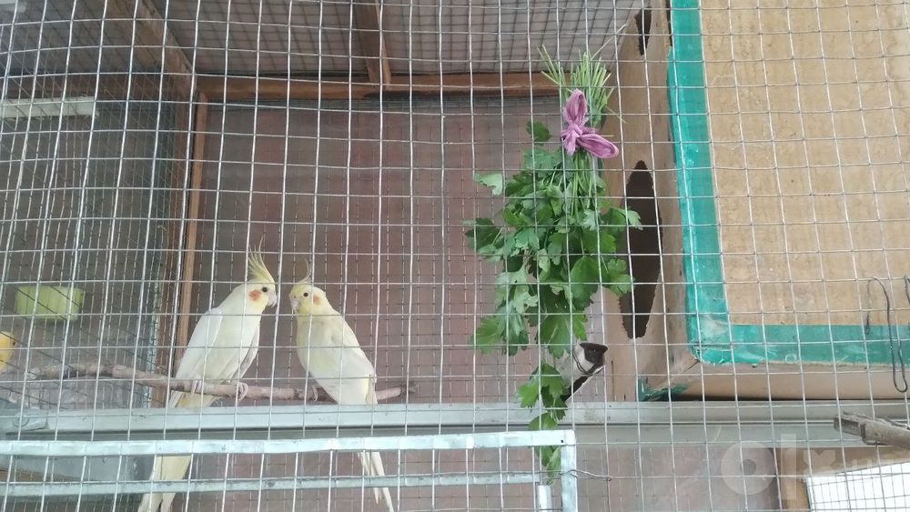 Кареллы пара готовые