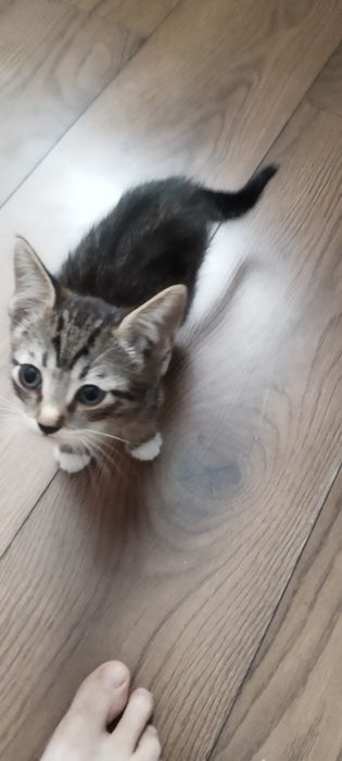 Котенок ищет хозяев