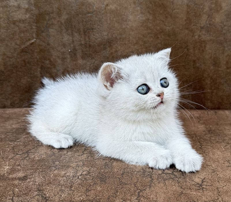 Британские шиншиллы