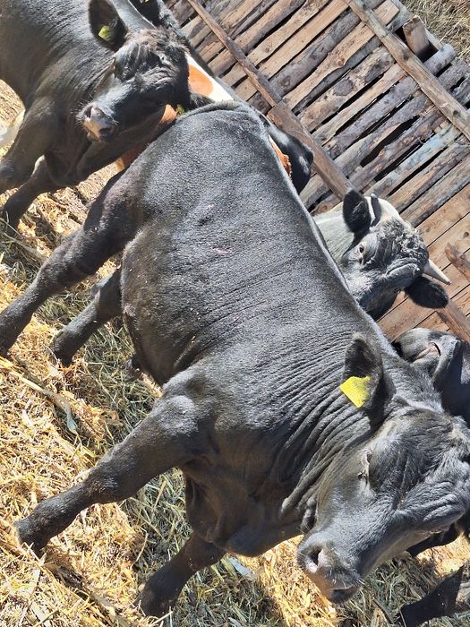 Vând angus cu pedigree si belgieni!