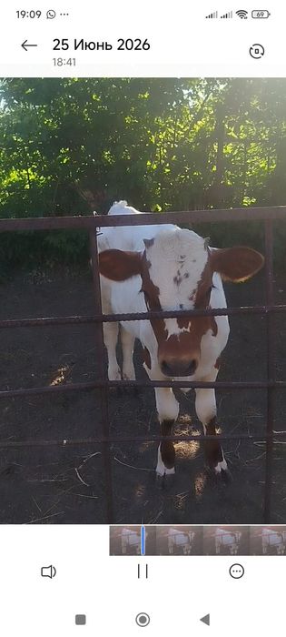 Продам 2 бычка по 4 месяца