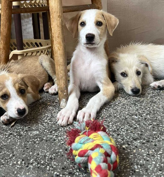 Намерени кученца търсят своя нов дом!