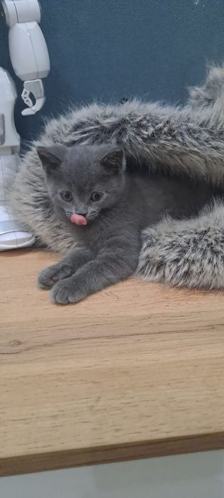 Красавчик британец