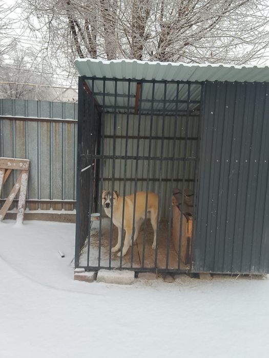 Собаку отдам в хорошие руки