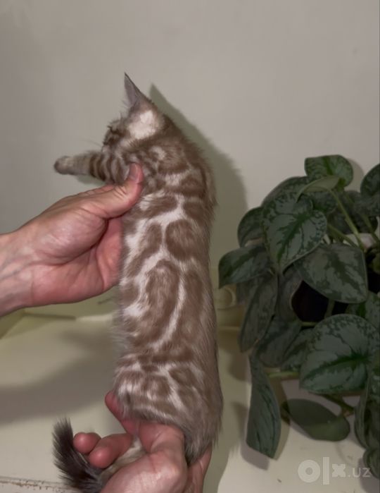 Снежные бенгальские котята