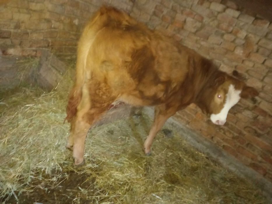 Vand vitea de 6 luni pret 3500 de lei