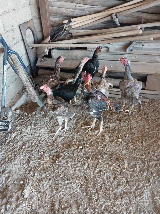 Продам Срочна Бойцовски