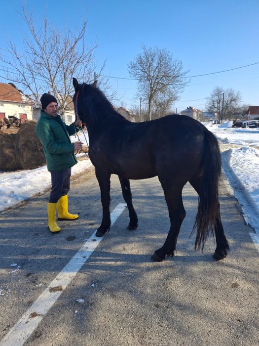 Vând mânz in vârstă de un an
